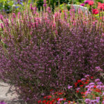 Verbena pospolita Bampton