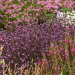 Verbena pospolita Bampton