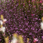 Verbena pospolita Bampton