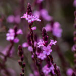 Verbena pospolita Bampton