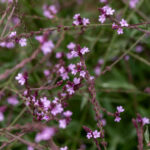 Verbena pospolita Bampton