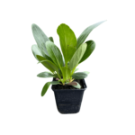 bergenia