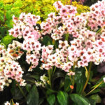 dragonfly angel kiss bergenia