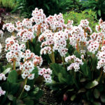 dragonfly angel kiss bergenia