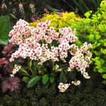 biała bergenia