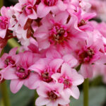 dragonfly sakura bergenia
