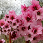 dragonfly sakura bergenia