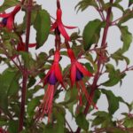 gracilis_fuchsia-magellanica_71344_1