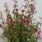 gracilis_fuchsia-magellanica_71344_2