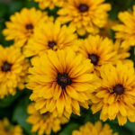 Rudbekia Littlebeckia Ballerina