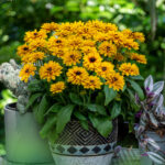 Rudbekia Littlebeckia Ballerina