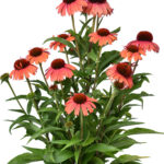 meditation orange echinacea