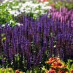 midnight purple salvia nemorosa