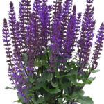 midnight purple salvia nemorosa