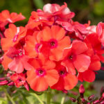 orange perfection phlox paniculata