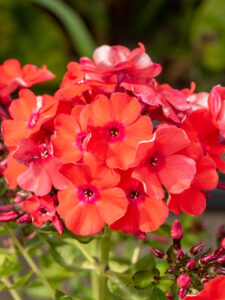 orange perfection phlox paniculata