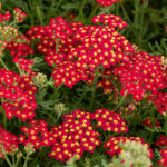 paprika achillea millefolium