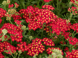 paprika achillea millefolium