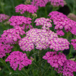 pretty belinda achillea millefolium