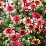 echinacea