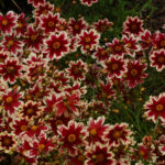 Coreopsis ruby frost