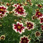 Coreopsis ruby frost