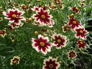 Coreopsis ruby frost