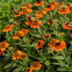 Helenium Short and Sassy