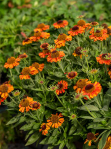 Helenium Short and Sassy