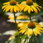 echinacea