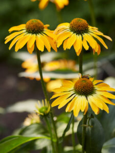 echinacea