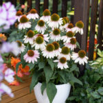 Echinacea Skipper Pink