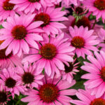 Jeżówka SunMagic Vintage Fuchsia