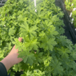 geranium sadzonka