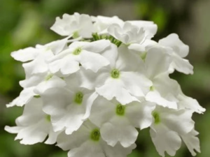 Werbena białe kwiaty