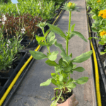 _Rudbeckia 'Smiley Z' Giggling' (1)