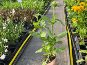 _Rudbeckia 'Smiley Z' Giggling' (1)