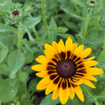 _Rudbeckia 'Smiley Z' Giggling' (2) (1)