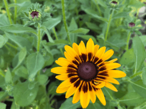 _Rudbeckia 'Smiley Z' Giggling' (2) (1)