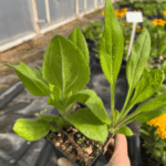 _Rudbeckia 'Sunbeckia Carolina' (1) (1)