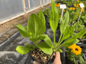 _Rudbeckia 'Sunbeckia Carolina' (1) (1)