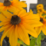 _Rudbeckia 'Sunbeckia Carolina' (2)