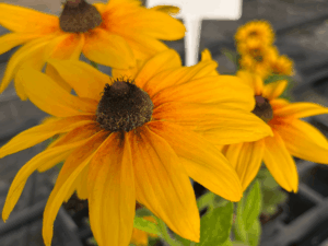 _Rudbeckia 'Sunbeckia Carolina' (2)