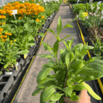 _Rudbeckia 'Sunbeckia Mia' (1)