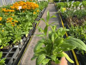 _Rudbeckia 'Sunbeckia Mia' (1)