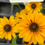 Rudbekia Giggling