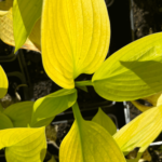 age of gold (2) (1)