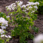 Geranium sylvaticum 'Album'