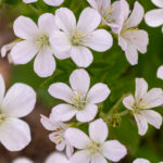Geranium sylvaticum 'Album'