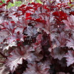 amethyst myst heuchera